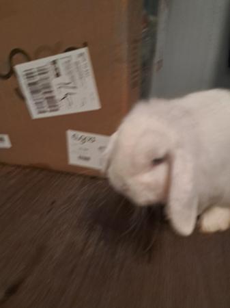 Image 5 of White mini lop male 15month old