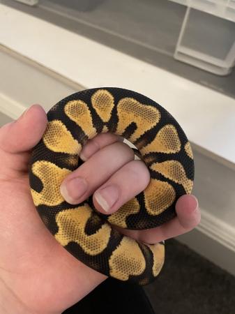 Image 5 of Leopard ODYB Ball python for sale