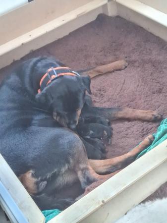 Image 2 of Stunning pure bred rottweiler pups last 3