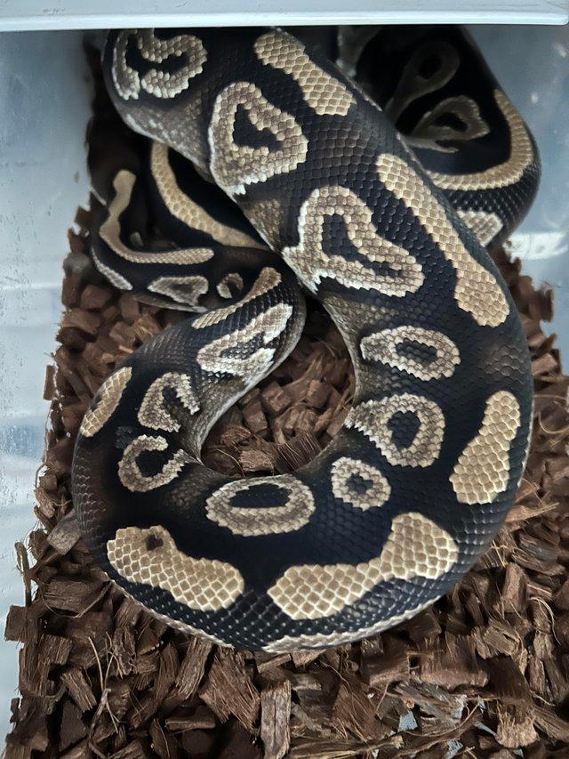 Preview of the first image of Royal / ball pythons adult ,sub adult hatching.