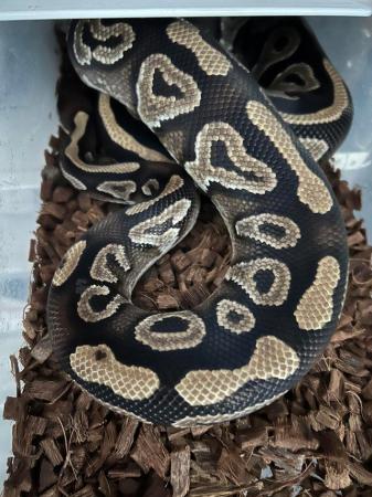 Image 1 of Royal / ball pythons adult ,sub adult hatching