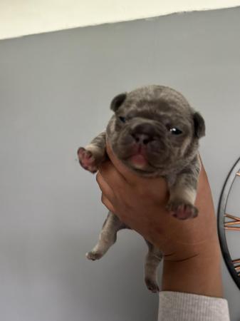 Image 2 of KC registered French Bulldogs