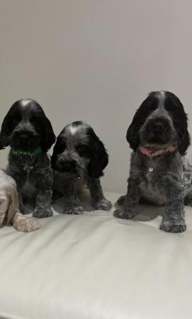 Image 4 of Kc show cocker spaniels blue roan puppies ready to leave