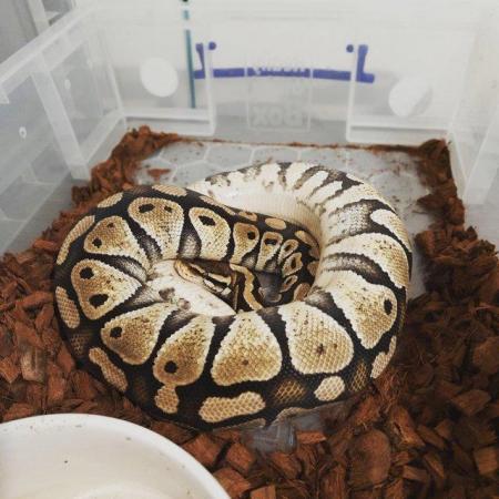 Image 23 of Ball pythons available for sale..