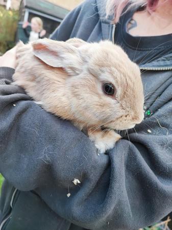 Image 2 of Friendly male rabbit for sale