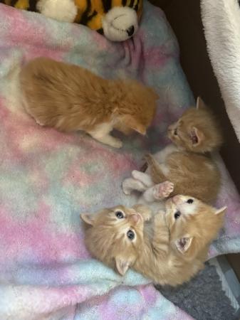 Image 6 of Ginger and white kittens