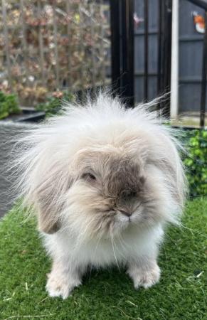 Image 6 of Beautiful Seal Point Martin Lion Lop Girl