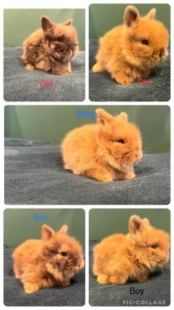 Image 2 of Mini double manned lionhead bunnies