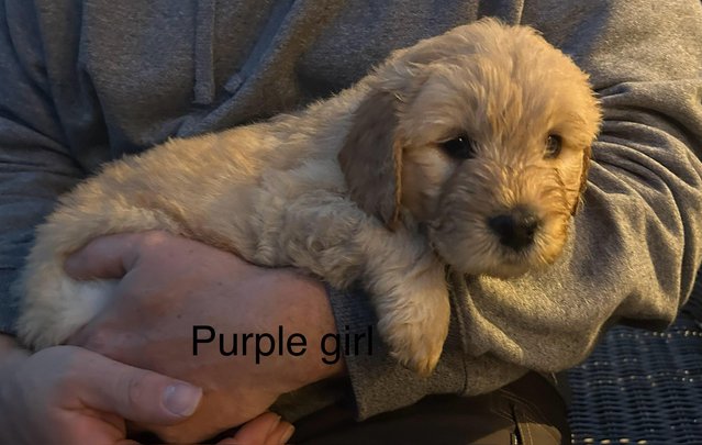 Image 4 of 6 beautiful labradoodle puppies - ready now