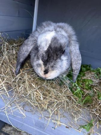 Image 3 of Female rabbit and hutch