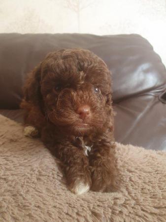 Image 21 of kc reg tiny chocolate toy poodle for stud only