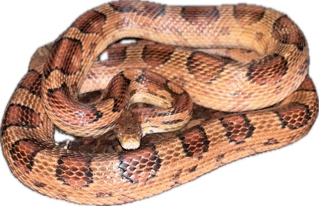 Image 2 of Stunning adult corn snakes