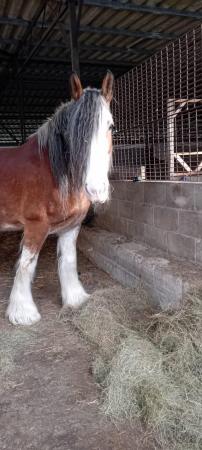 Image 1 of ***Clydesdale gelding***