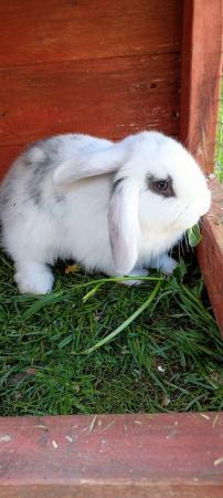 Image 1 of French lop x mini lop kits