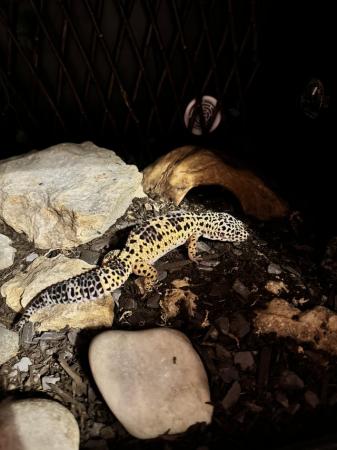 Image 9 of Stunning 1 year old Leopard Gecko and full set up!