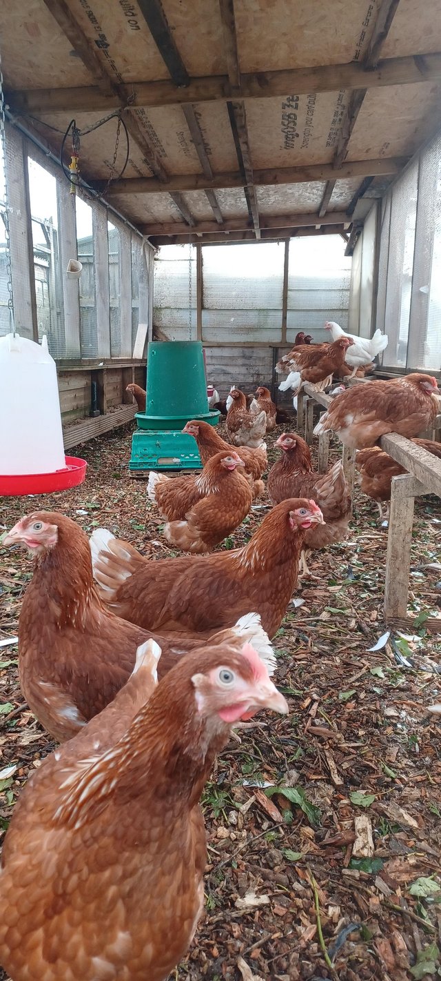 Preview of the first image of Hybrid point of lay Pullets For Sale.