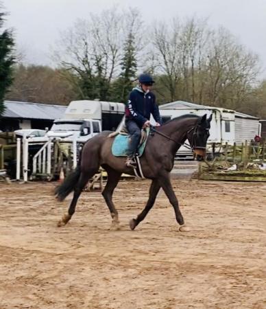 Image 2 of STUNNING WARMBLOOD THAT OOZES QUALITY