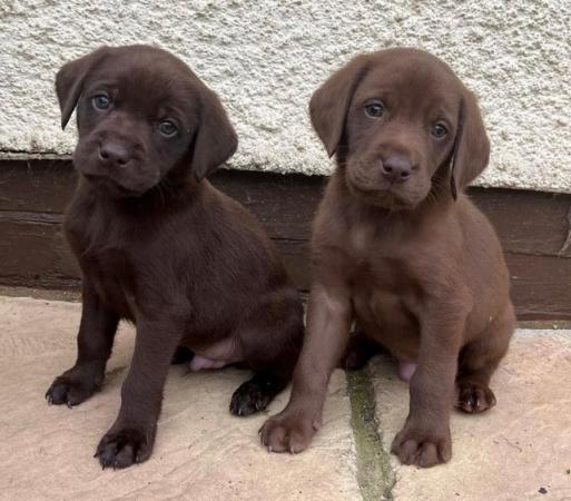 Image 10 of KC Reg Chocolate Labrador Puppies Parents Health Tested