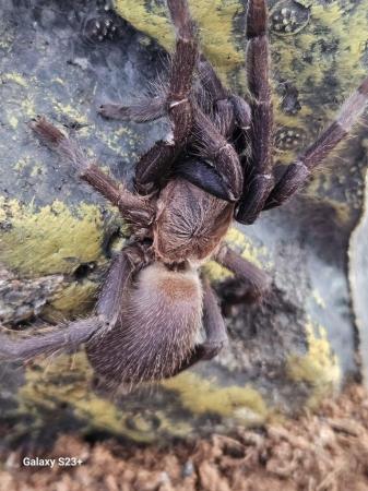 Image 2 of Tarantulas "sold separately" with their vivarium setups