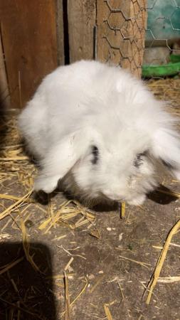 Image 5 of 8 month old Rabbit looking for new home