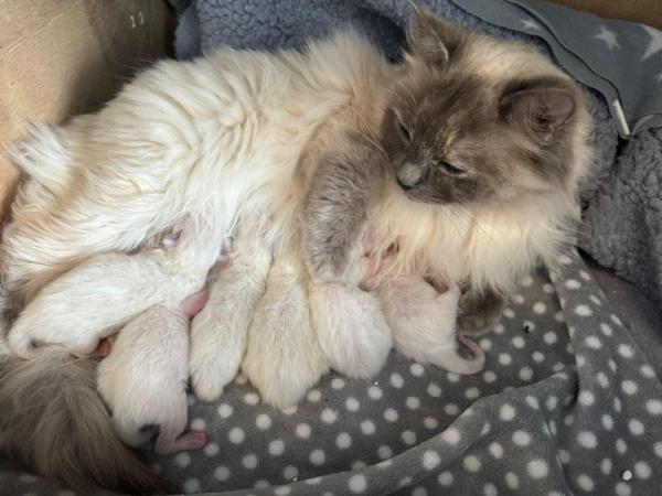 Image 6 of Ragdoll kittens for sale