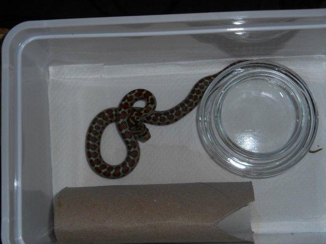 Preview of the first image of Leopard snakes - UK CB juveniles for sale.