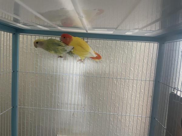 Image 5 of Pair of love birds with cage for sale