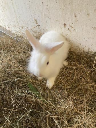 Image 4 of Mixed breed lionhead X lopear male blue eyes white rabbit
