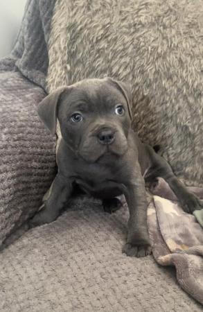 Image 1 of Blue Staffordshire bull terrier ready now last girl reduced