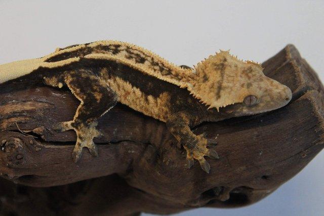 Preview of the first image of Crested geckos males and females.