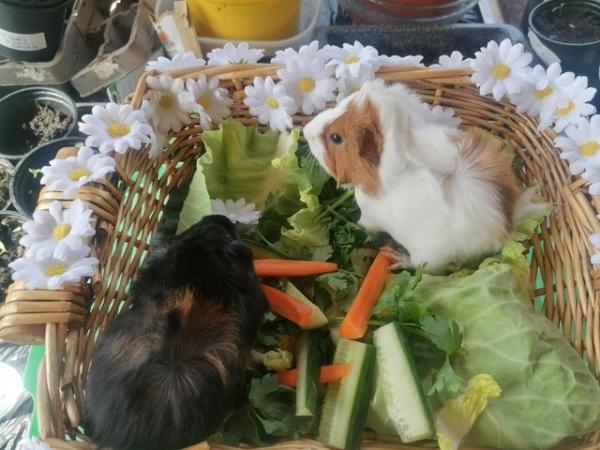 Image 4 of Two Fluffy Male Guinea Pigs
