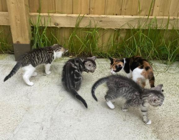 Image 5 of BEAUTIFUL KITTENS FOR SALE