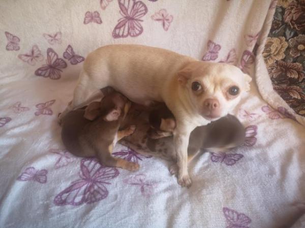 Image 2 of 3 adorable chihuahua puppies for sale