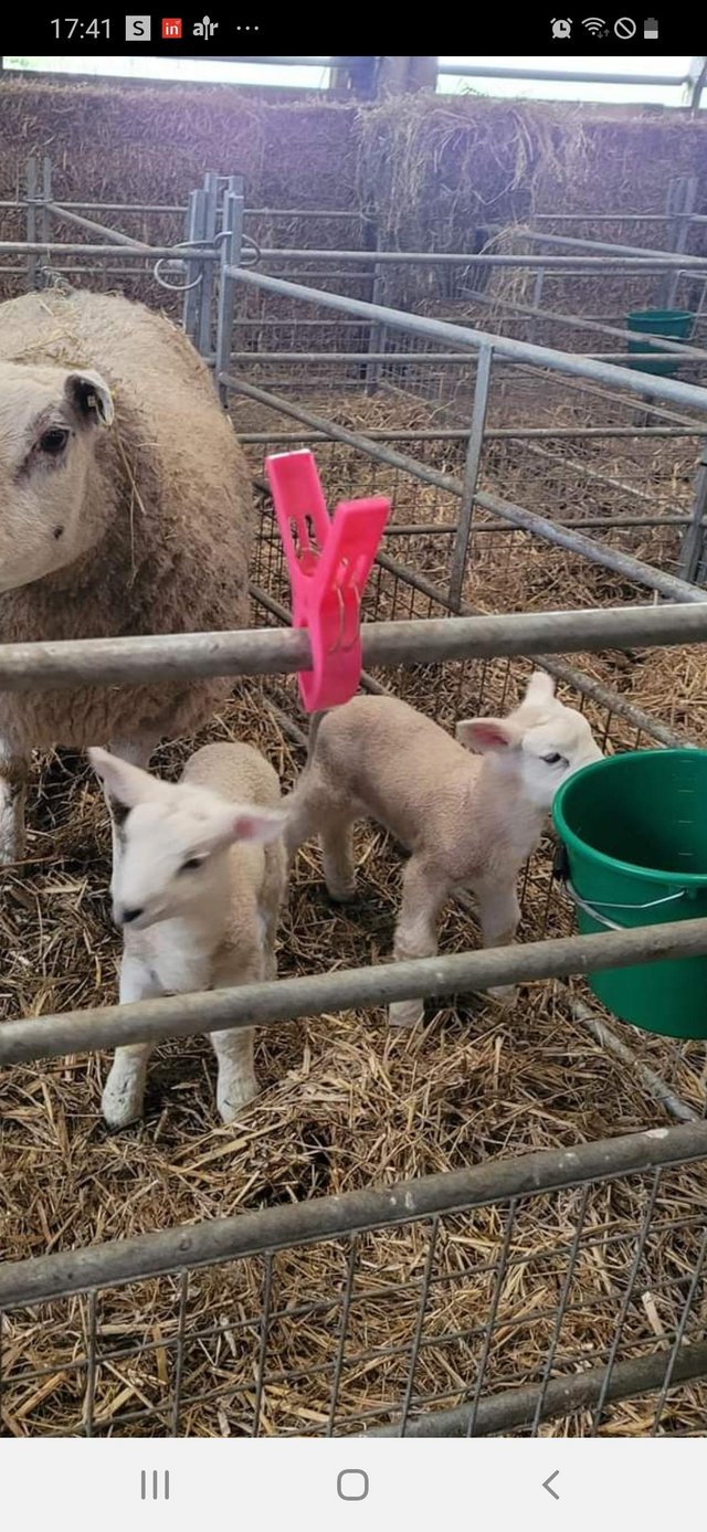 Preview of the first image of Cade Lambs for Sale, Males and Females.