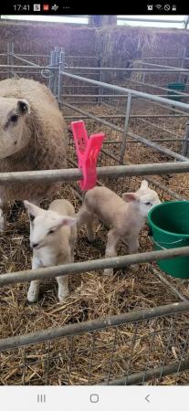 Image 1 of Cade Lambs for Sale, Males and Females