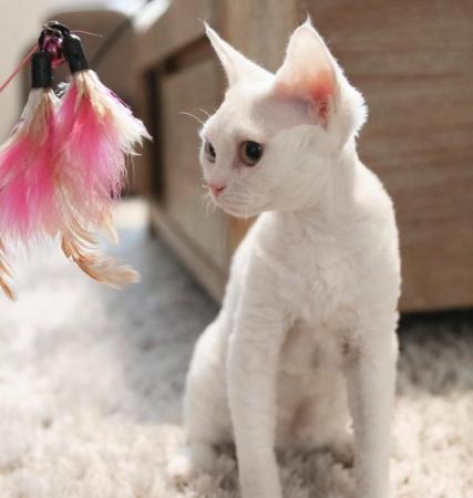 Image 18 of Devon Rex Candy boy for small home breeding