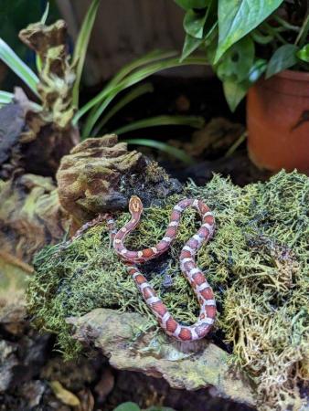 Image 5 of 2023 Baby Corn Snakes available now!