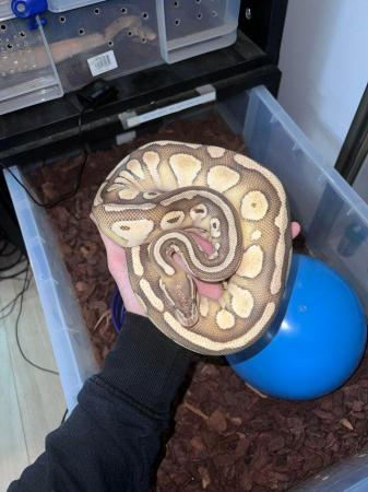 Image 7 of Multiple  ball pythons for sale