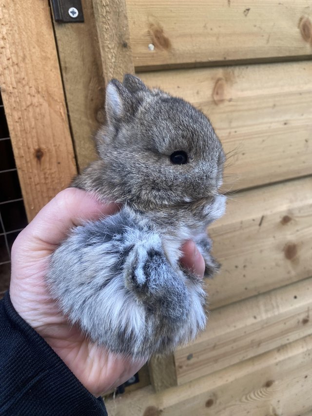 Preview of the first image of Pure Netherland dwarf kits.