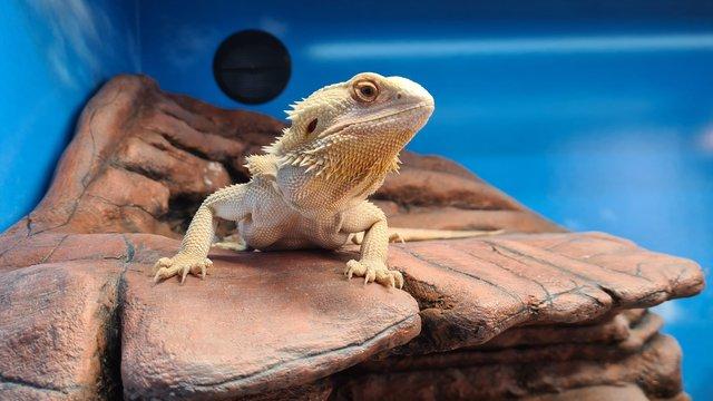 Image 3 of 1 Year Old Female Bearded Dragon
