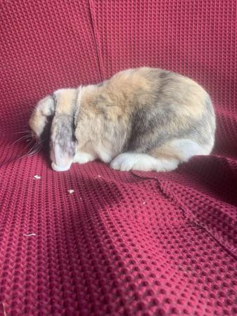 Image 5 of 1 X French Lop Doe (Female)