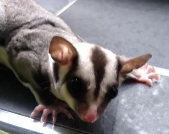 Image 5 of Suger glider joey male and female