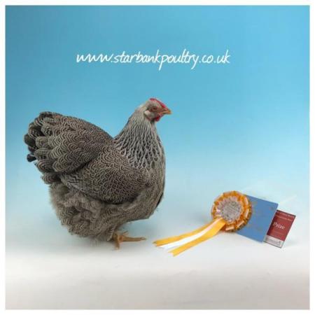 Image 44 of *POULTRY FOR SALE,EGGS,CHICKS,GROWERS,POL PULLETS*