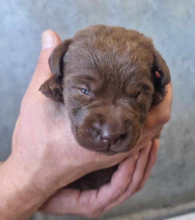 Preview of the first image of KC Chocolate Labrador puppies Ready October.