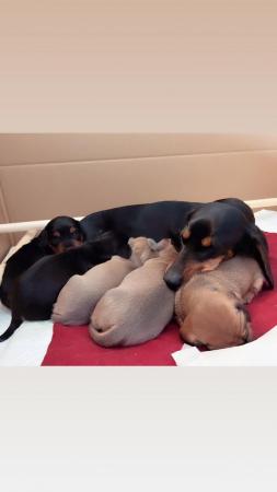 Image 4 of 4 beautiful dachshund puppies