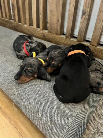 Image 17 of PRA CLEAR Midi dachshund puppies