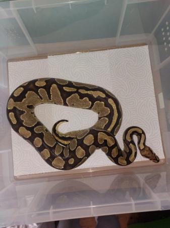 Image 4 of Balll python snakes (Whole collection)