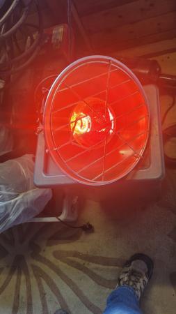 Image 3 of Heat lamp for pups/poultry