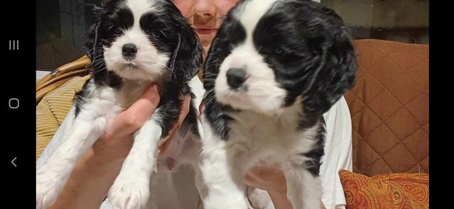 Preview of the first image of Beautiful American cockalier puppies.