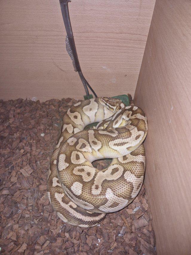Preview of the first image of Lesser Ball Python with Full Setup.